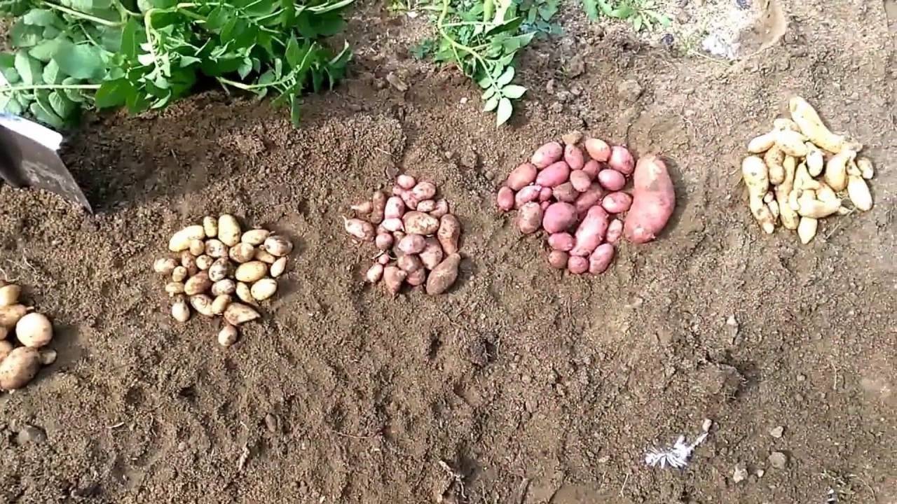 Посадка картофеля семенами, в том числе когда лучше проводить, а также как вырастить рассаду в домашних условиях