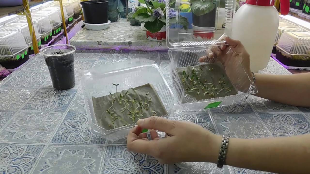 Посадка перцев на рассаду: сроки посадки, проращивание семян, уход за саженцами