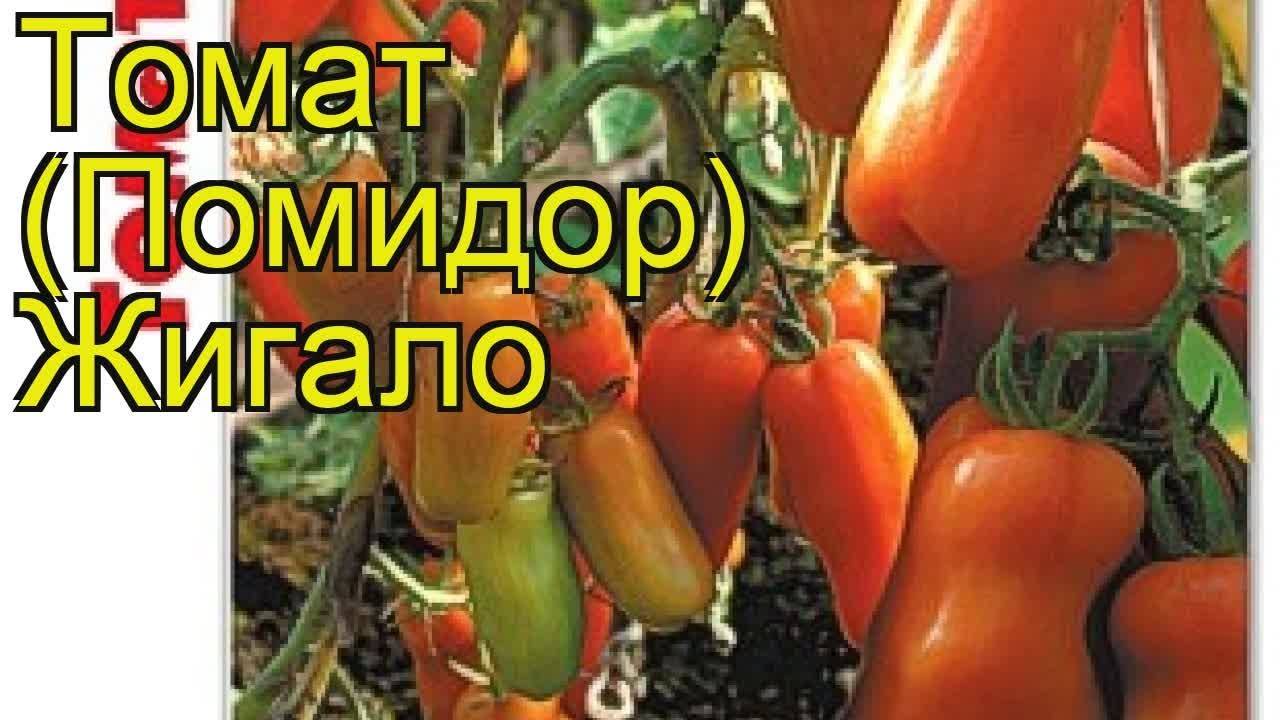Отлично подходящий для фарширования томат «жигало»: фото и описание сорта