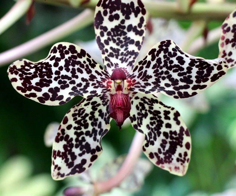 Тигровая орхидея: фото и описание оригинального вида и его домашних аналогов, пригодных для выращивания дома, а также правила ухода, пересадки и размножения