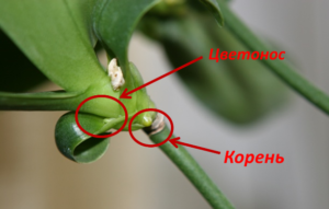 Выясняем, как отличить цветонос от корня у фаленопсиса