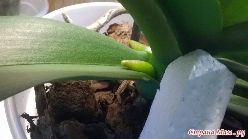 Цветонос у орхидеи: что это такое и как определить, что растет именно он; фото, как выглядит новая стрелка, когда только появляется;