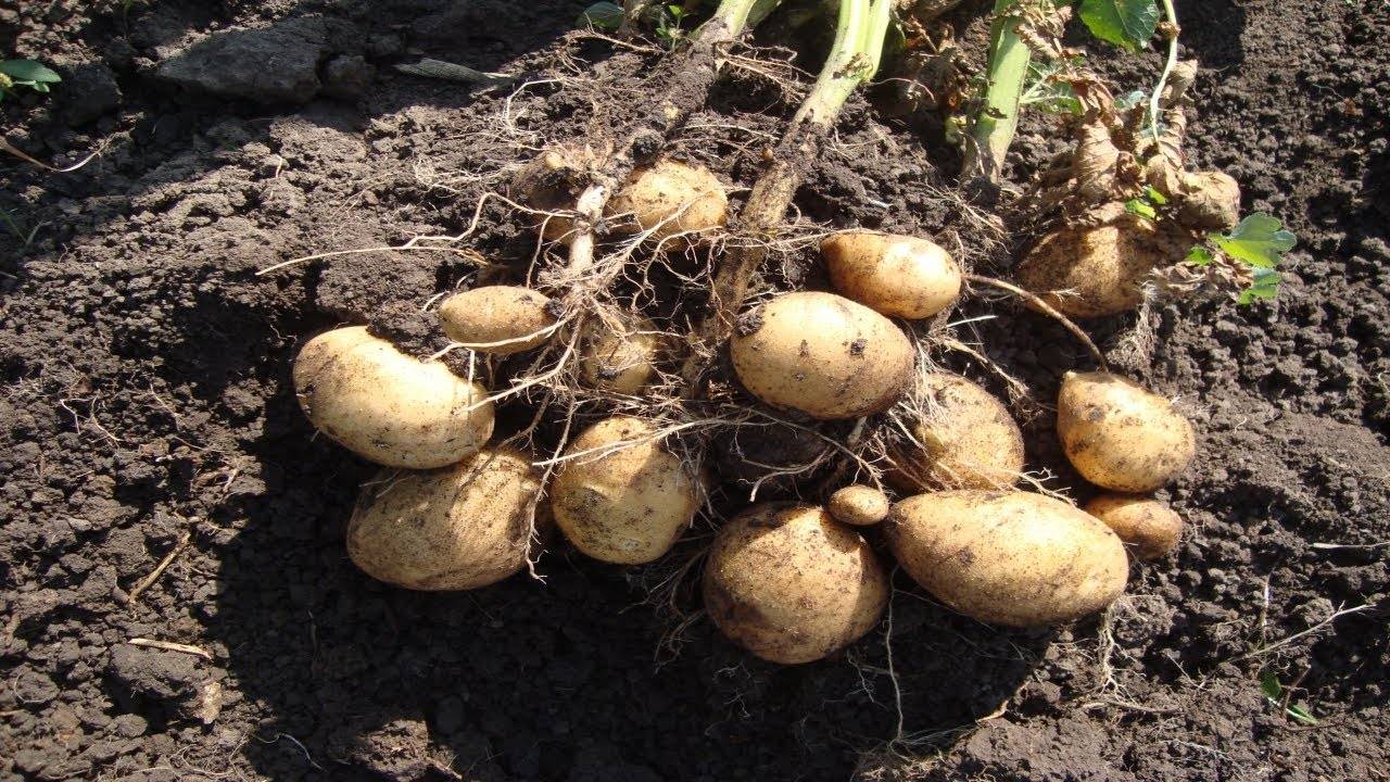 Сорт картофеля зекура - овощи | описание, советы, отзывы, фото и видео