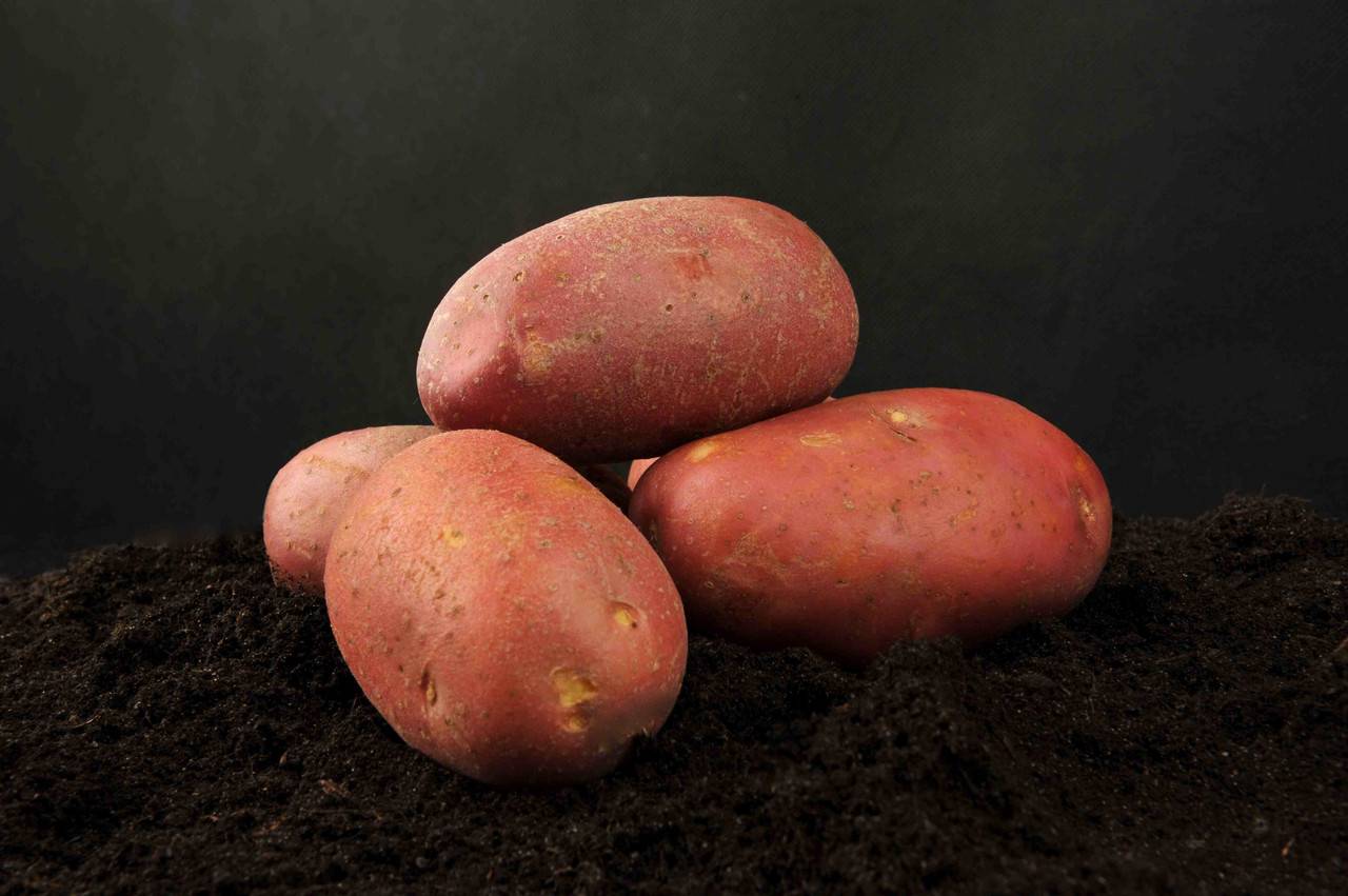 Описание лучших сортов картофеля на 2021 год, выбор для регионов