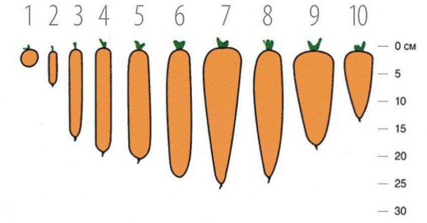 Сколько весит морковь среднего размера - selok