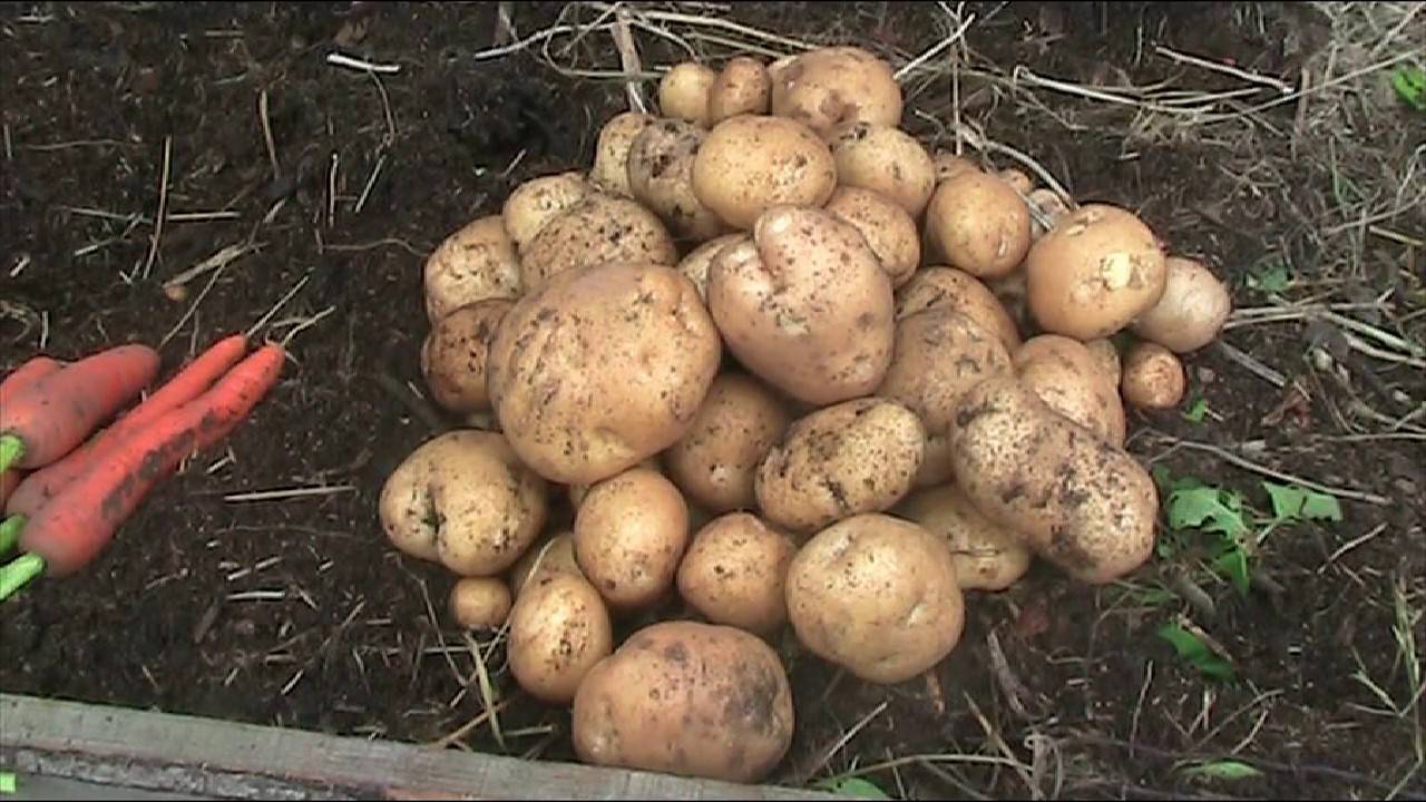 Как вырастить ведро картошки с одного куста. лучший способ увеличить урожай
