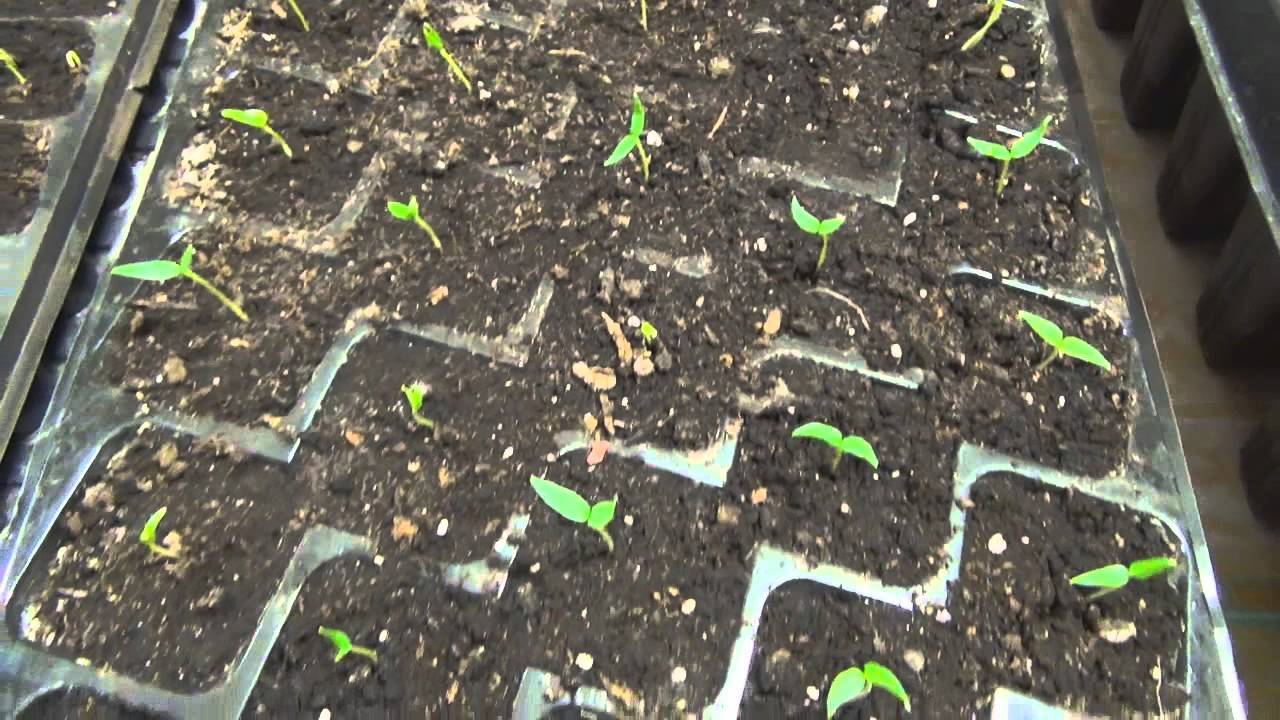 Всходы семян томатов после посева