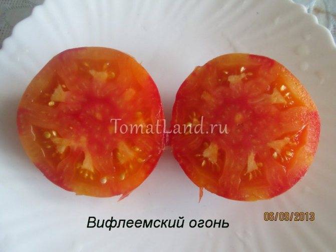 Помидоры "огни москвы": описание сорта, особенности ухода, фото томата