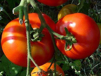 Выращивание и уход за томатом «лабрадор»