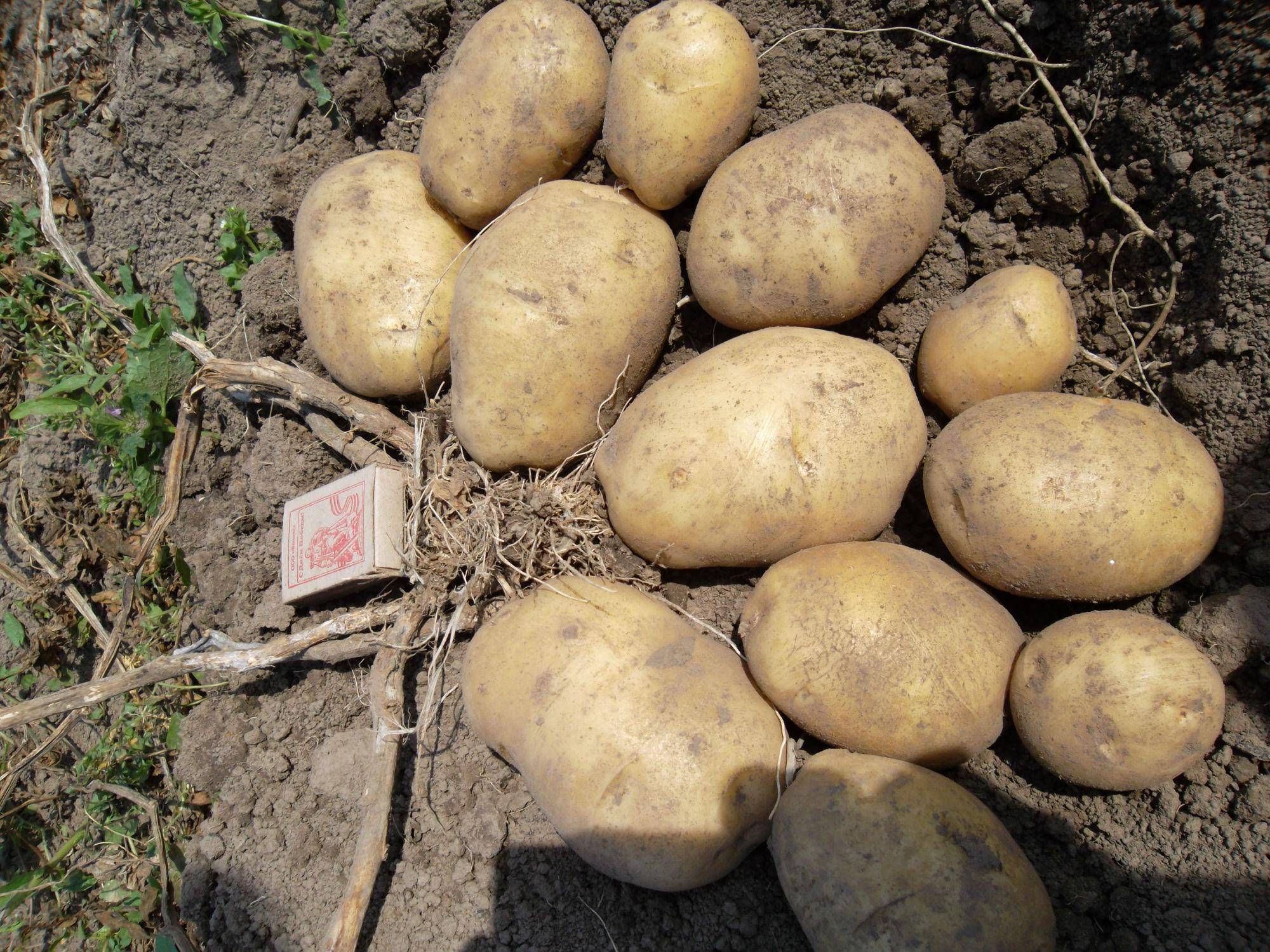 Урожайные сорта картофеля для средней. Сорт картофеля Беллароза. Картофель семенной Беллароза. Сорт Хибинский ранний картофель. Картофель сорт Сесиль.