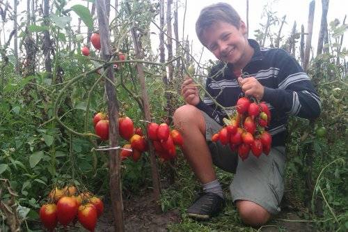 Лучший вариант для заготовок на зиму: томат легенда тарасенко