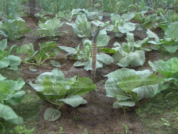 Уход за капустой в открытом грунте: сроки окучивания культуры