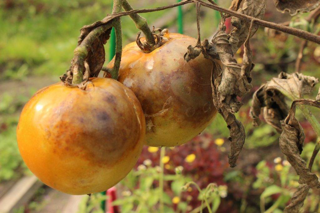 Корневая гниль помидоров: почему возникает на рассаде и взрослых томатах, а также фото пораженных плодов и их лечение