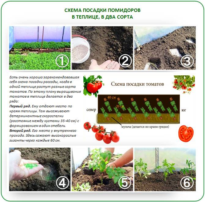 Посадка помидор в теплицу: подготовка почвы, схема, возраст рассады, сроки, особенности, расстояние, фото русский фермер