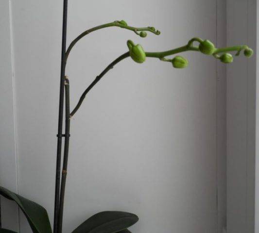 Что делать, если на цветоносе орхидеи появился цветонос?