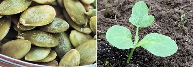 Как сажать тыкву в открытый грунт семенами или рассадой