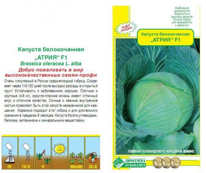 Капуста атрия f1 – дачные дела