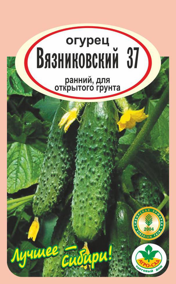 Гуннар огурец описание и отзывы. Огурец Вязниковский 37. Огурец Вязниковский f1. Сорт огурцов Вязниковский. Огурцы сорт Вязниковский.