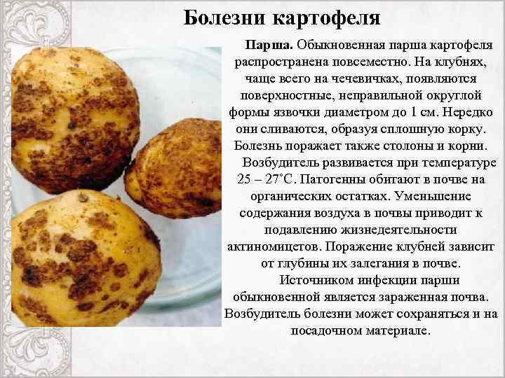 Болезни картофеля: описание, способы лечения, борьба с заболеваниями, фото – zelenj.ru – все про садоводство, земледелие, фермерство и птицеводство