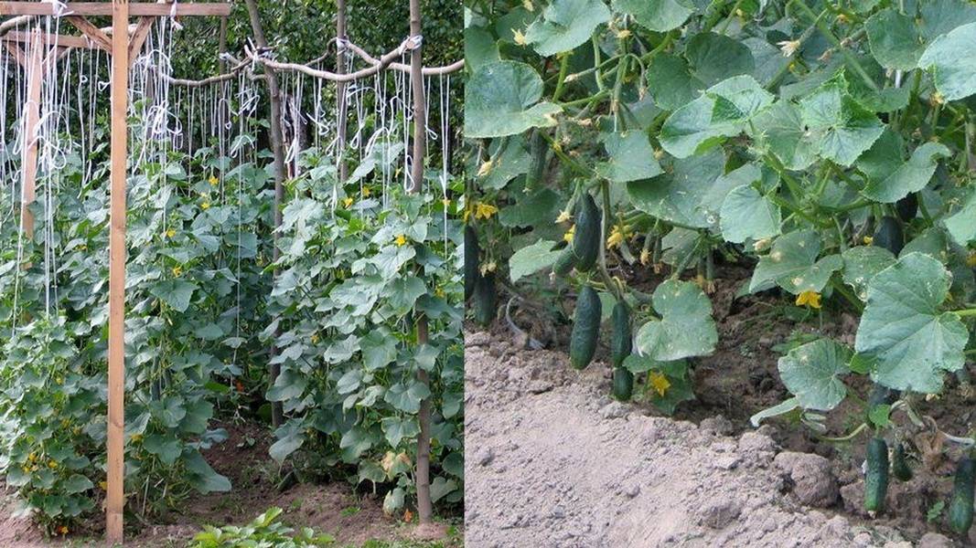 Огурцы в открытом грунте на шпалере: способы посадки и схема