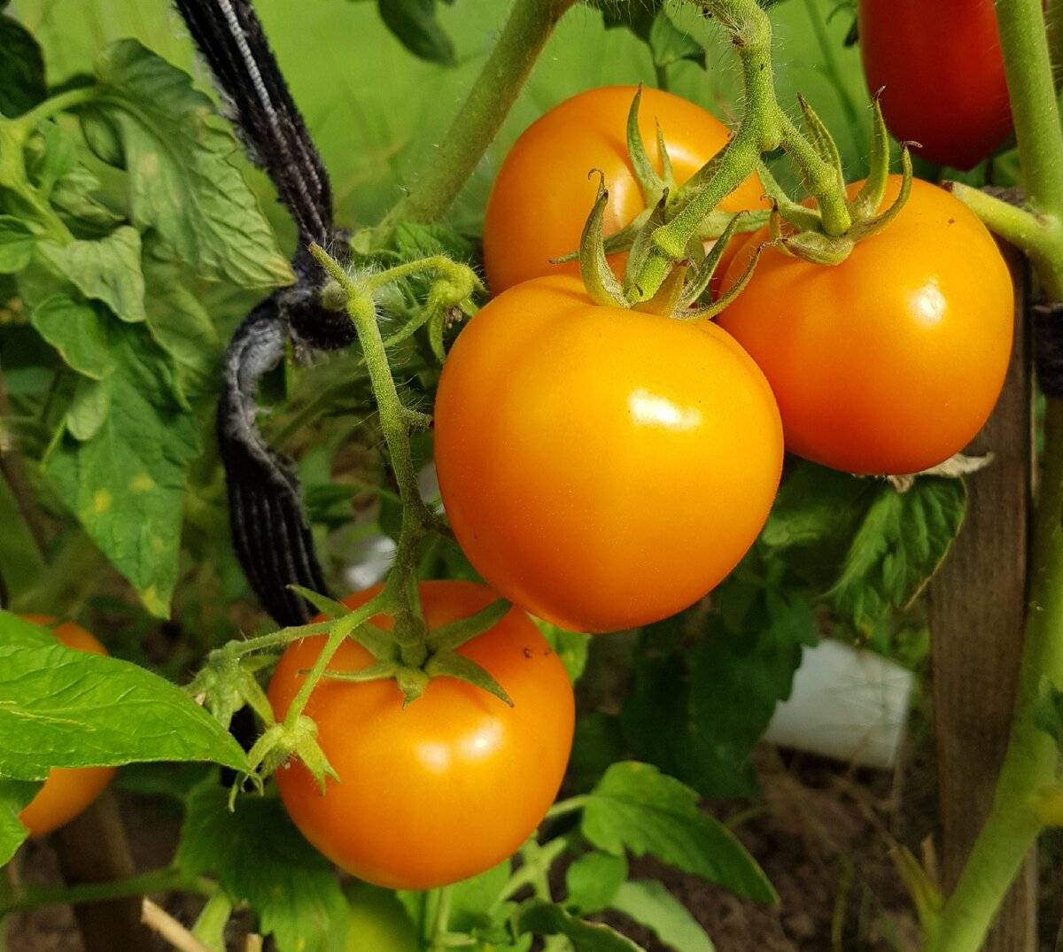 Лучшие сорта томатов 2018 года: отзывы
