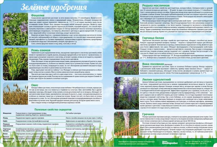 Лучшие сидераты для посева весной и осенью: обзор