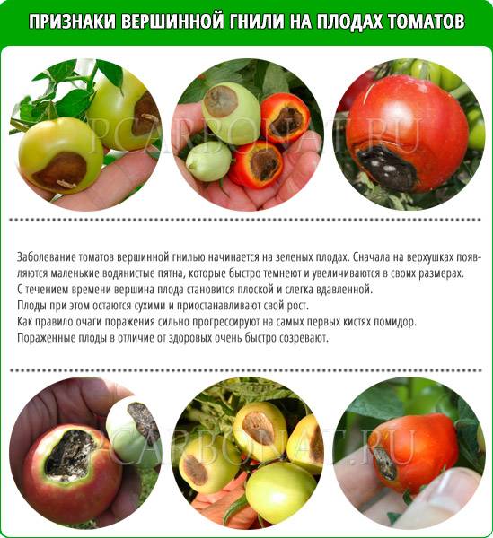 Вирусные заболевания томатов: их лечение и фото, а также описание недуга, характеризующегося образованием бурых пятен на помидорах, поражающий и рассаду