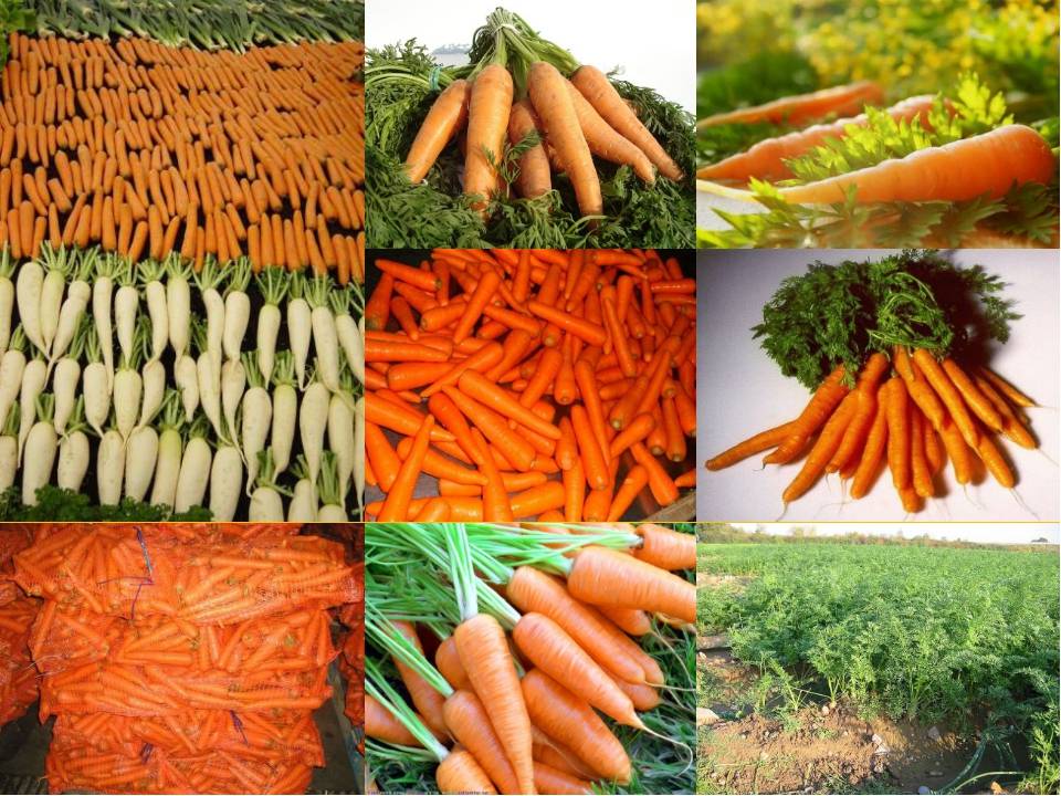 Масса выращенной моркови в 3 раза. Морковь. Морковку и разные овощи. Полезные свойства моркови. Чем полезна морковь.