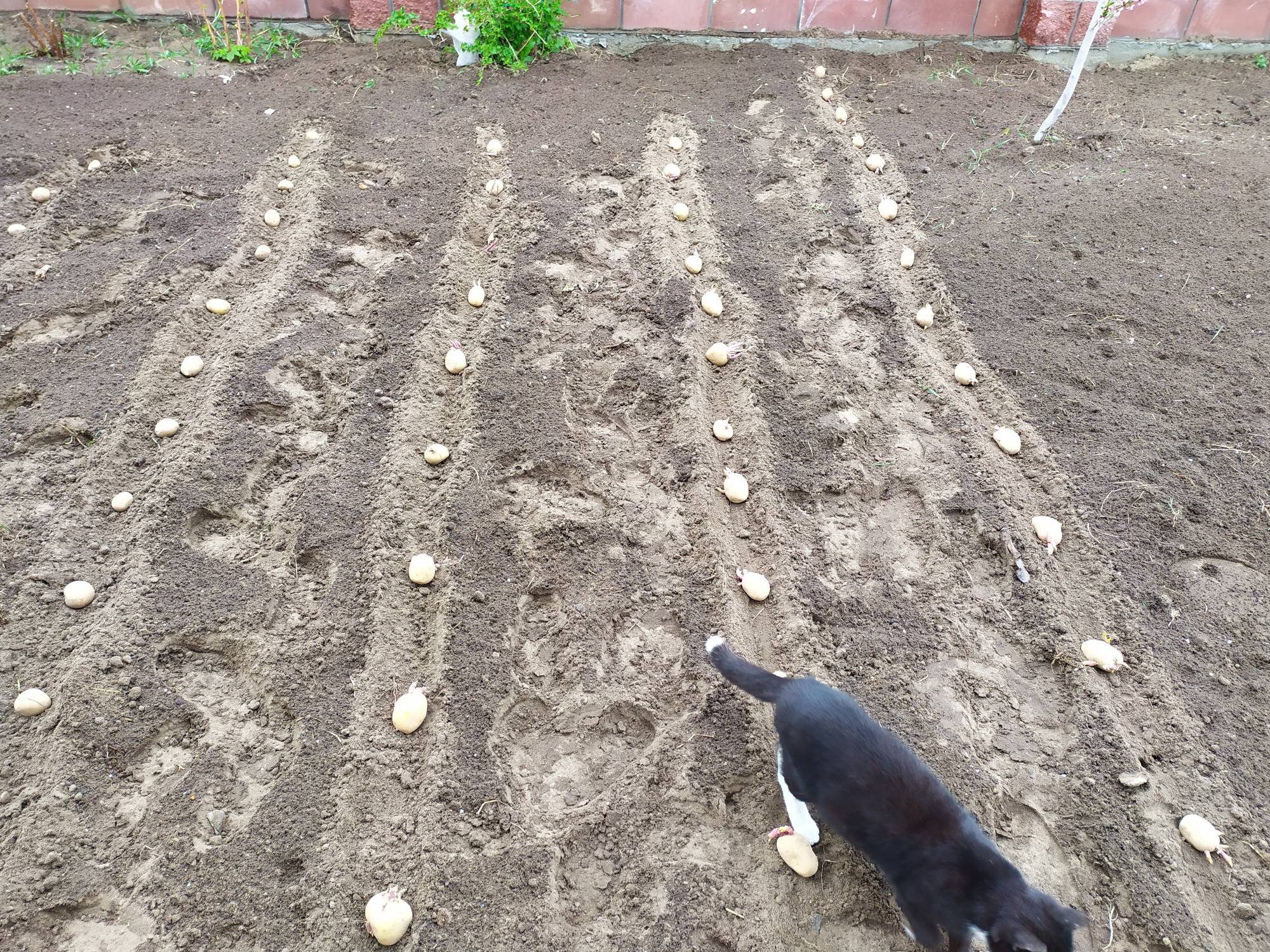 Гребневая посадка картофеля