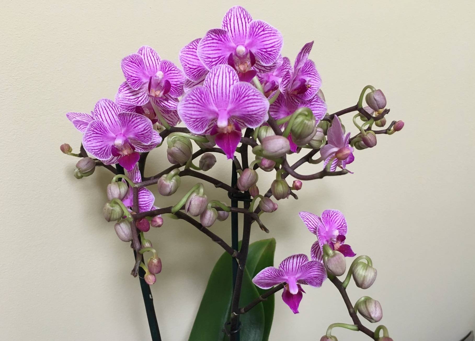 Орхидея мелкоцветковая фото