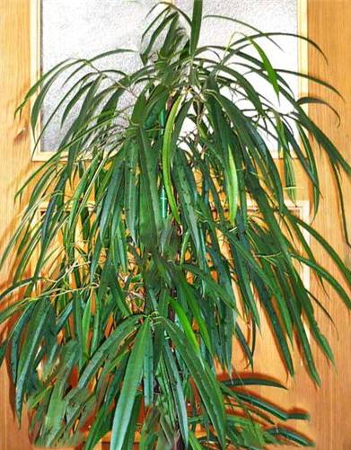 Фикус биннендийка ficus binnendijkii