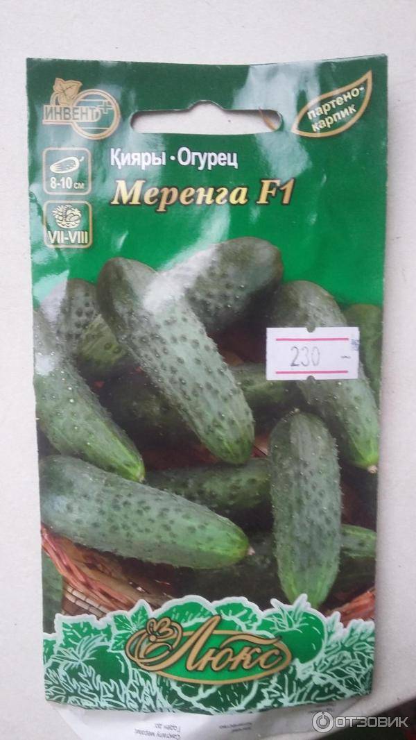 Меренга огурец – характеристики и описание сорта + видео