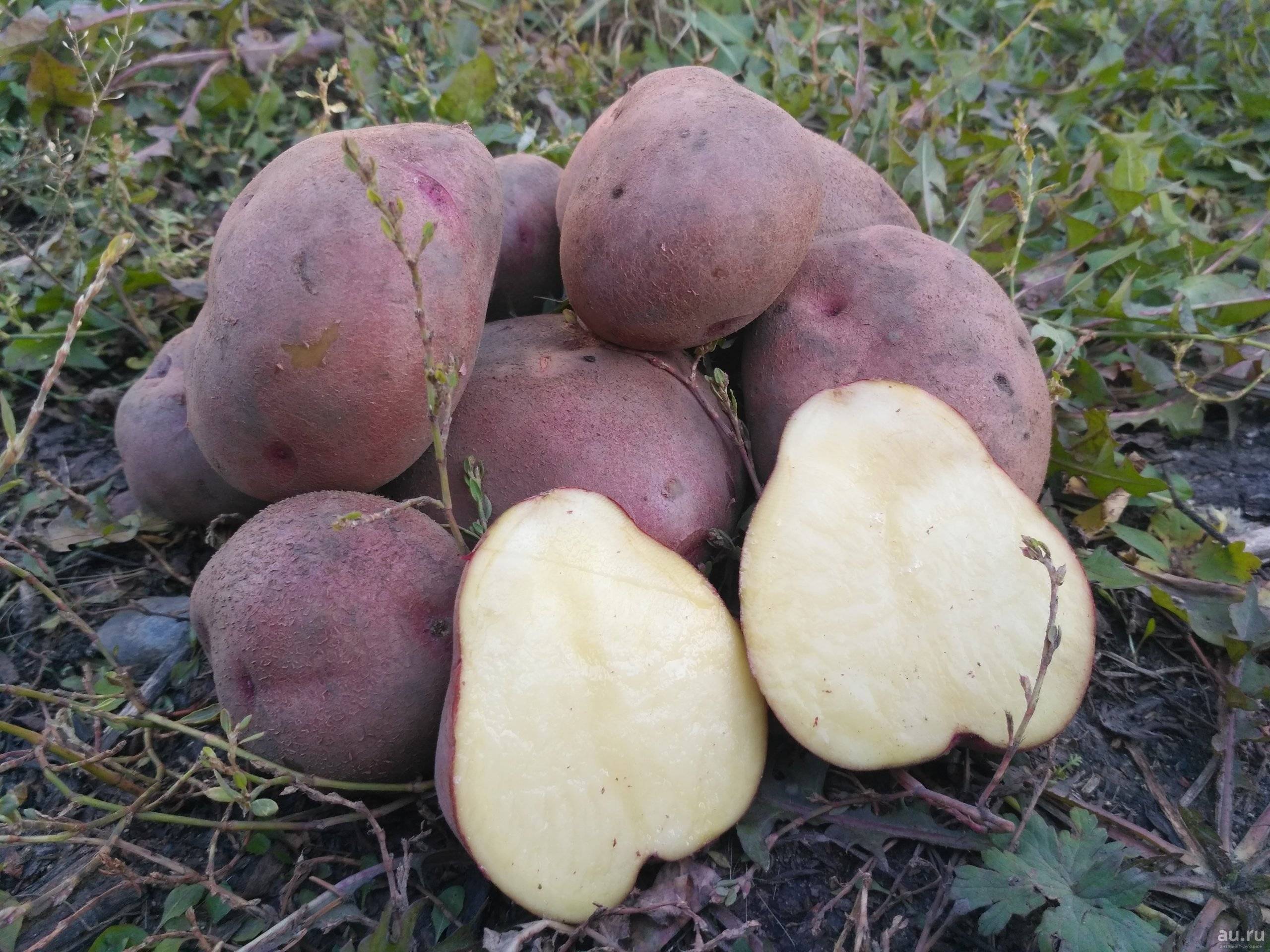 лесная картошка фото