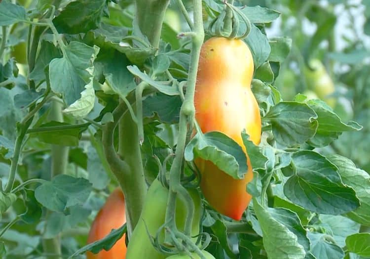 Сорт томата ниагара отзывы фото урожайность