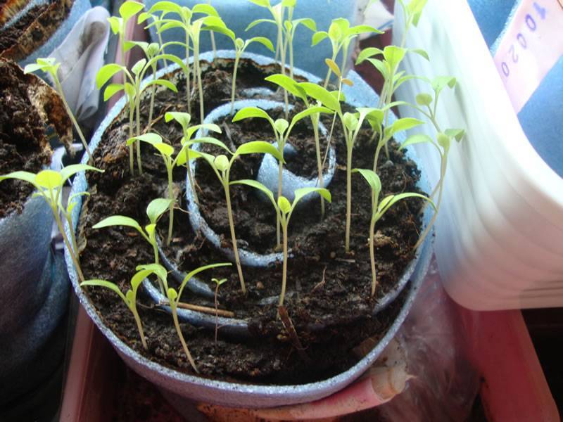 Посев томатов на рассаду в домашних условиях