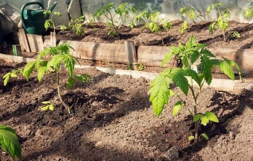 Когда и как правильно посадить помидоры в теплицу из поликарбоната