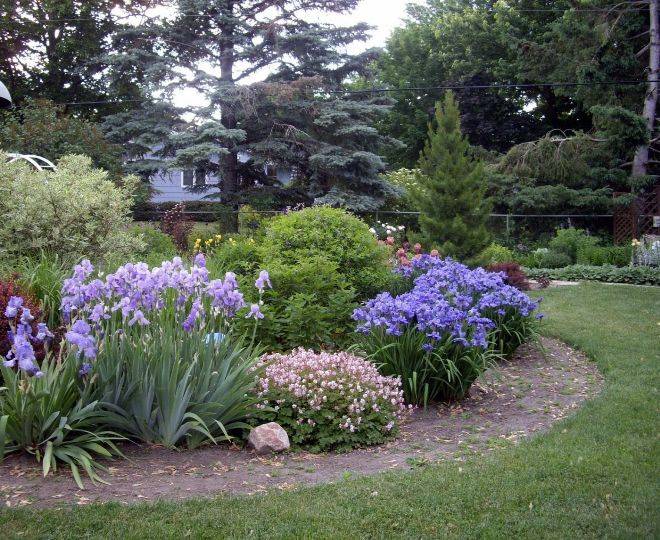 Садовые традесканции: фото, посадка и уход, размножение, выращивание, виды и сорта, какие цветы сажать рядом, как использовать в ландшафтном дизайне