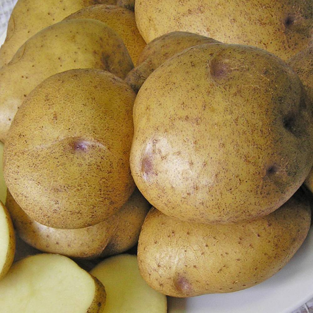 Лучшие сорта картофеля для черноземья, удмуртии, чувашии, татарстана