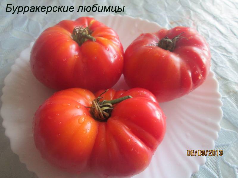 Томат бурракерские любимцы: характеристика и описание сорта, отзывы, урожайность, фото