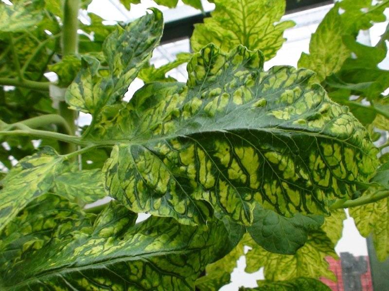 ᐉ вирус табачной мозаики  растений, как лечить - roza-zanoza.ru