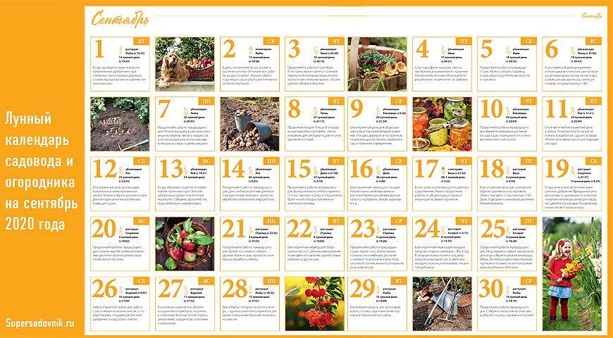 Посевной календарь огородника 2020 год