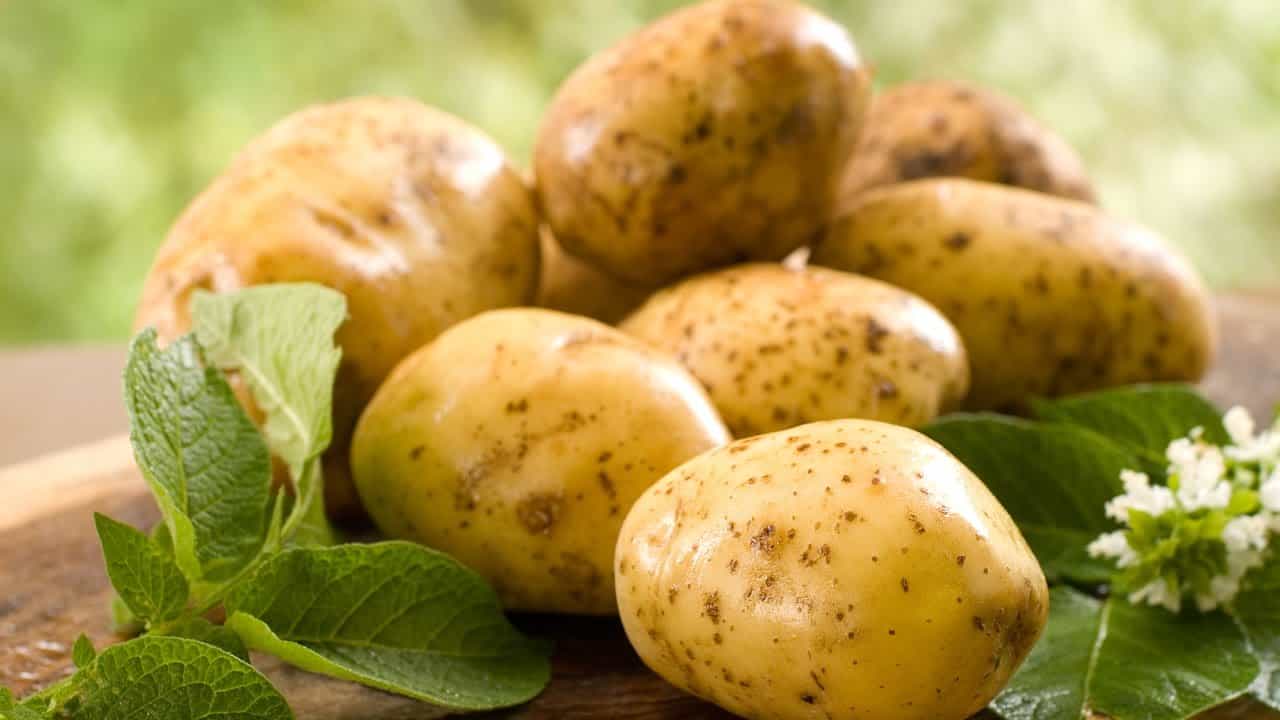 Раннеспелый сорт картофеля «зорачка» для употребления в свежем виде