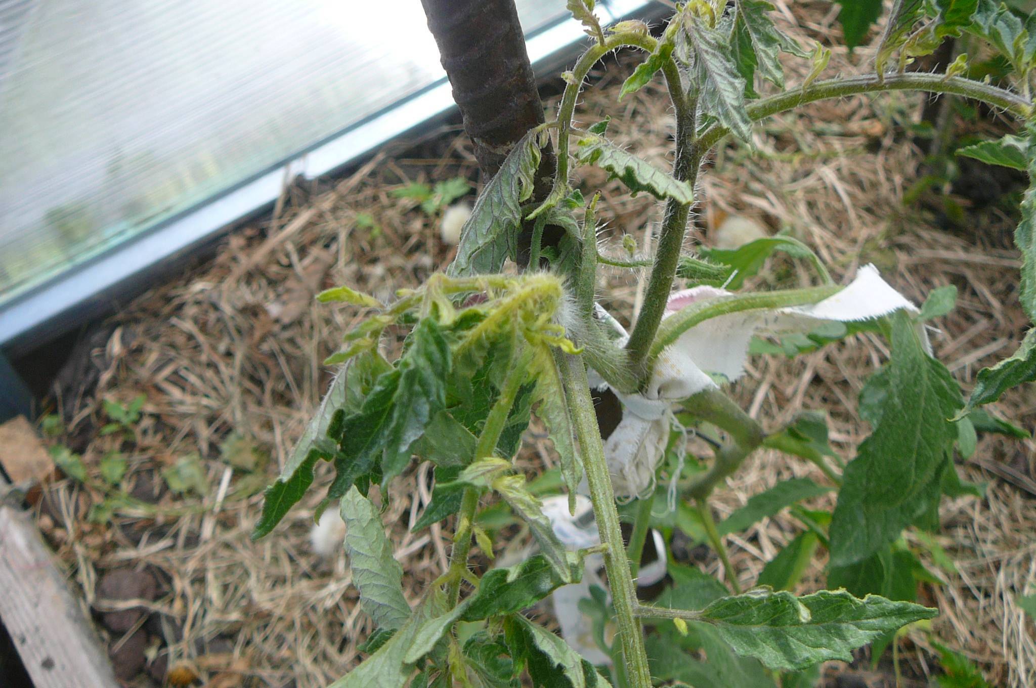 Почему закручиваются листья у помидор в теплице что делать фото