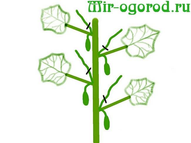 Пасынкование огурцов в теплице и открытом грунте: пошаговые инструкции и схемы формировки