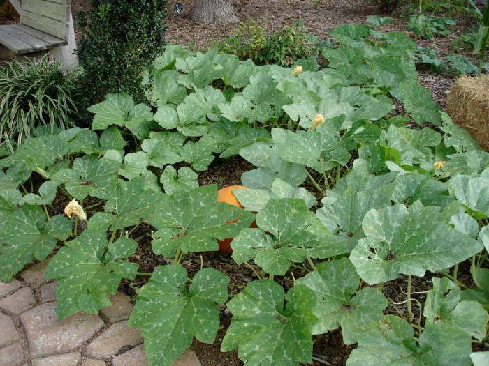Как получить хороший урожай тыквы: выращивание и уход в открытом грунте, рекомендации огородников со стажем