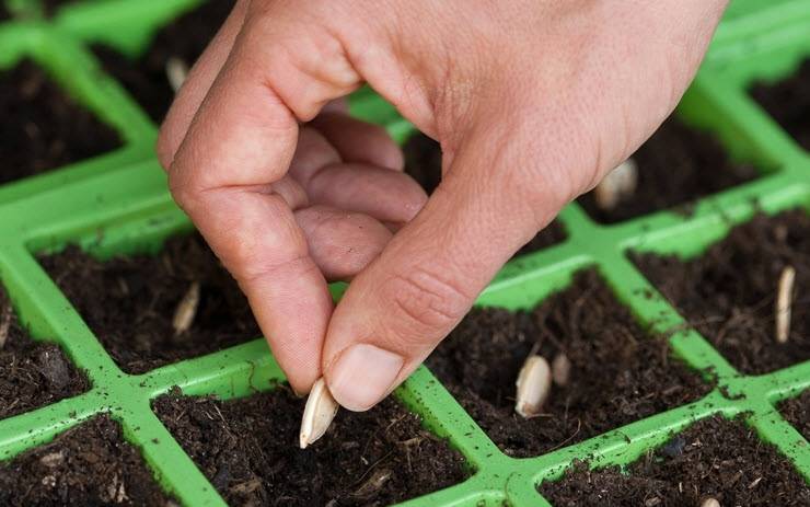 Рассада тыквы: выращивание в домашних условиях из семян