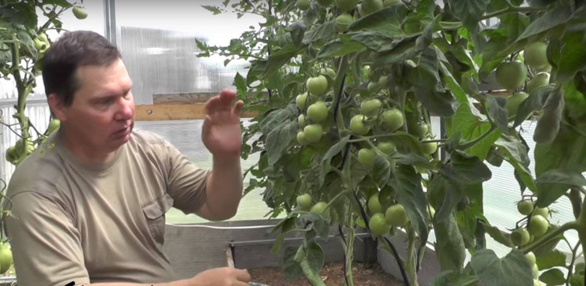 Помидоры жируют в теплице: что делать, томаты и жирование