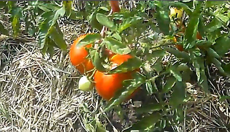 Описание сорта томата полбиг, его характеристика и урожайность
