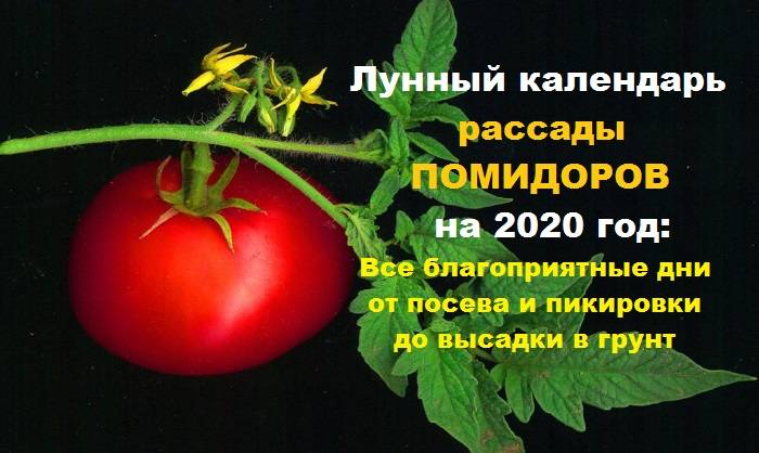 Когда сажать помидоры на рассаду в 2020 году по лунному календарю