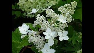 Гортензия метельчатая киушу (kyushu): фото, отзывы, описание, характеристики.